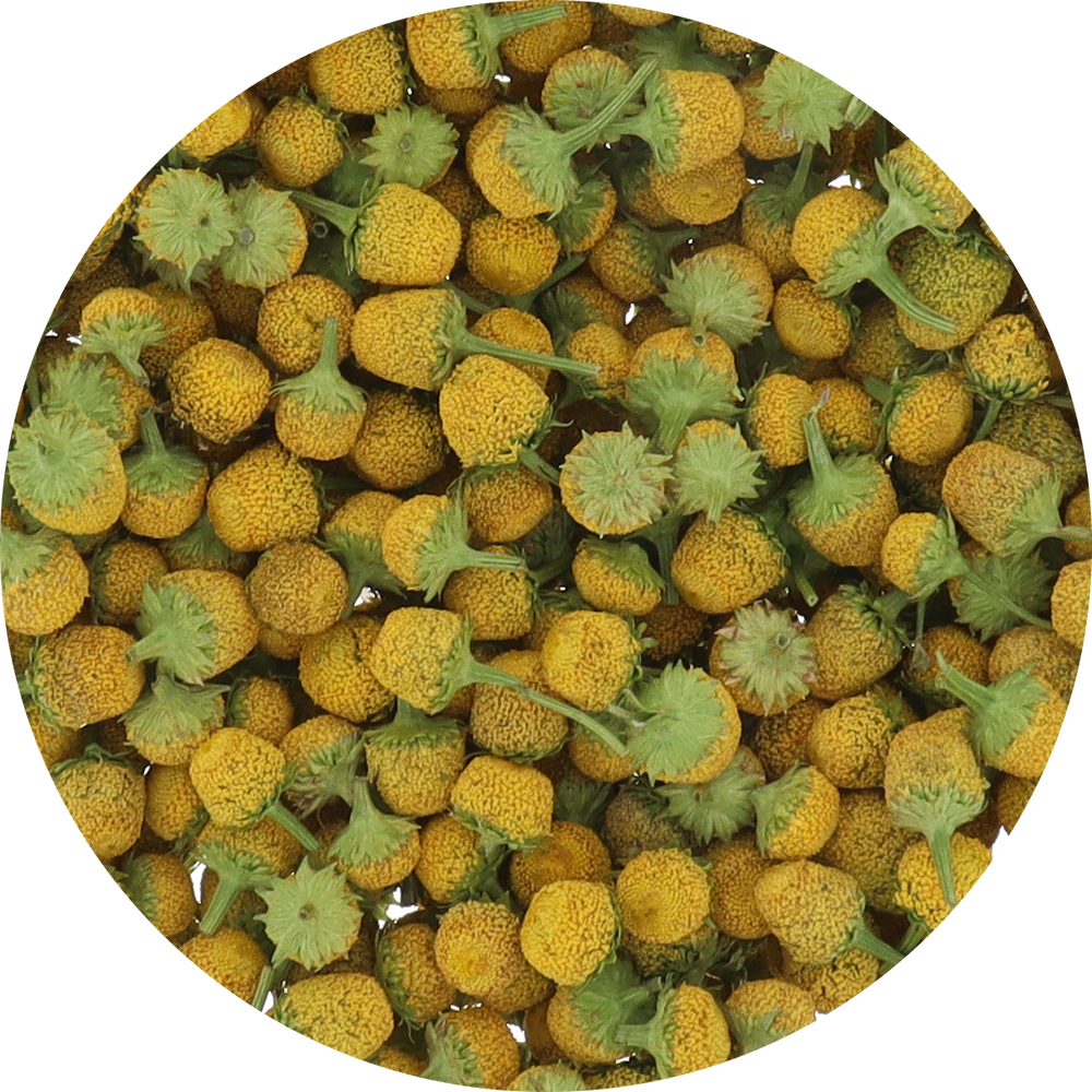 Buzz Button Tea Freeze Dried Buzz Button Edible Flower
