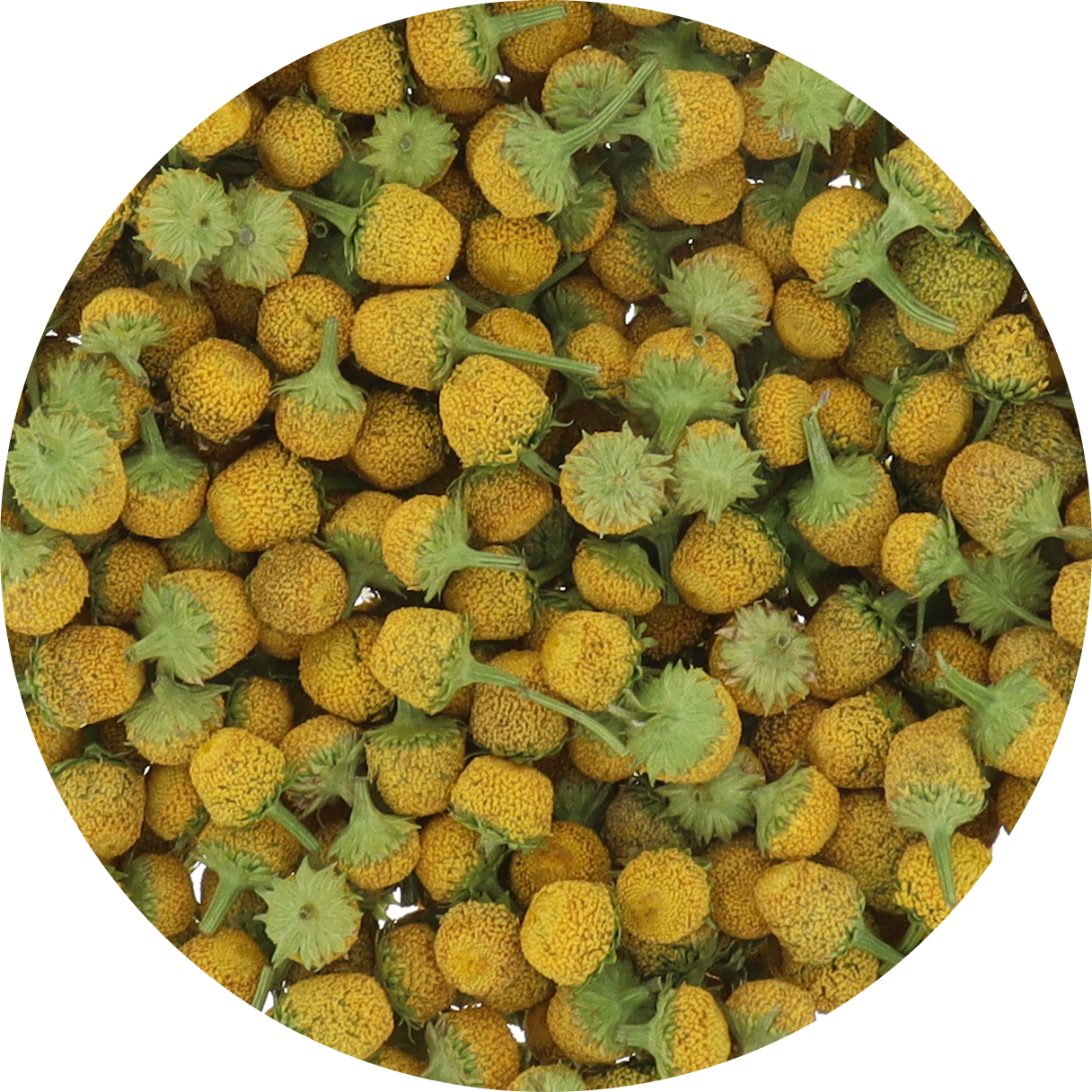Freeze Dried Buzz Button Edible Flower