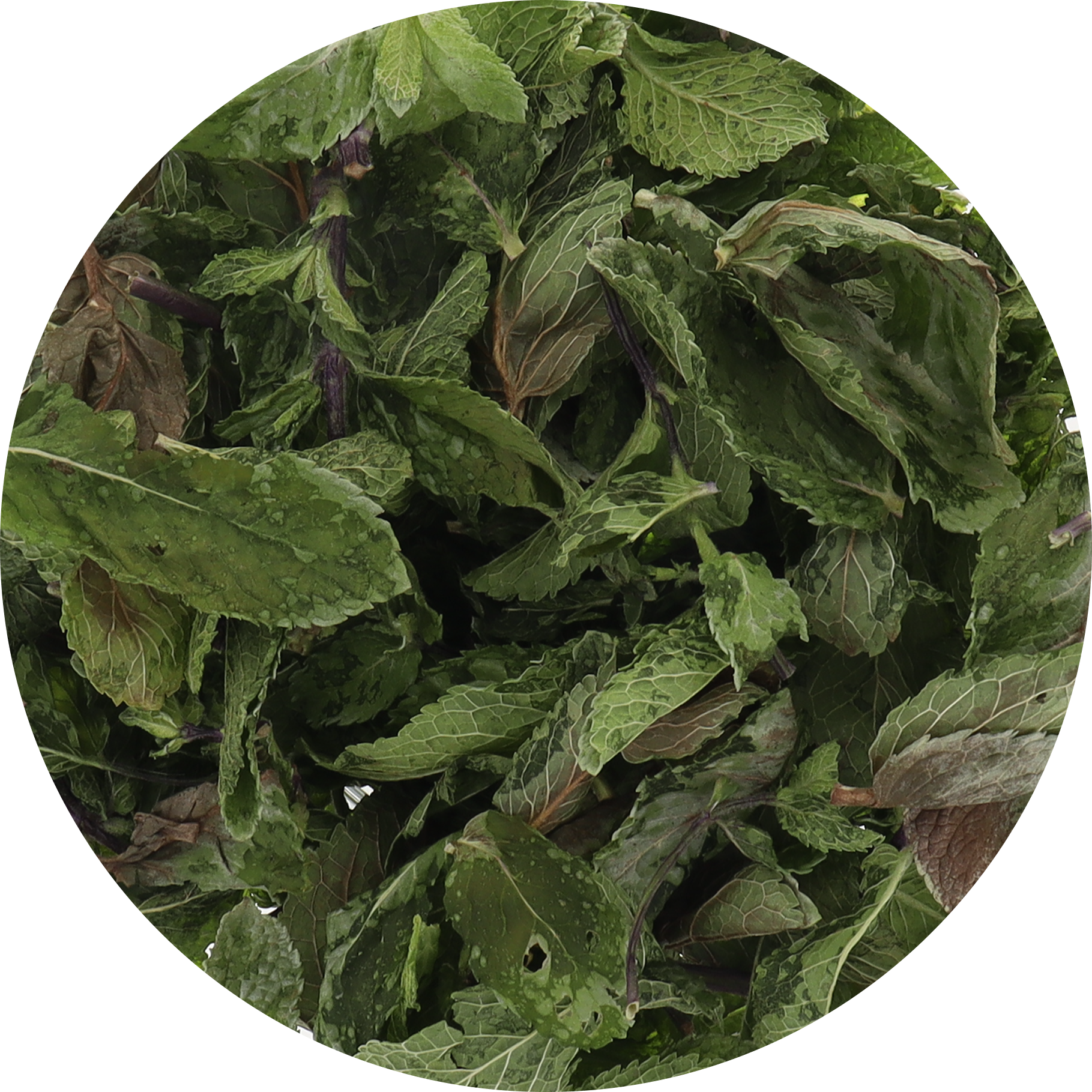Freeze Dried Mint