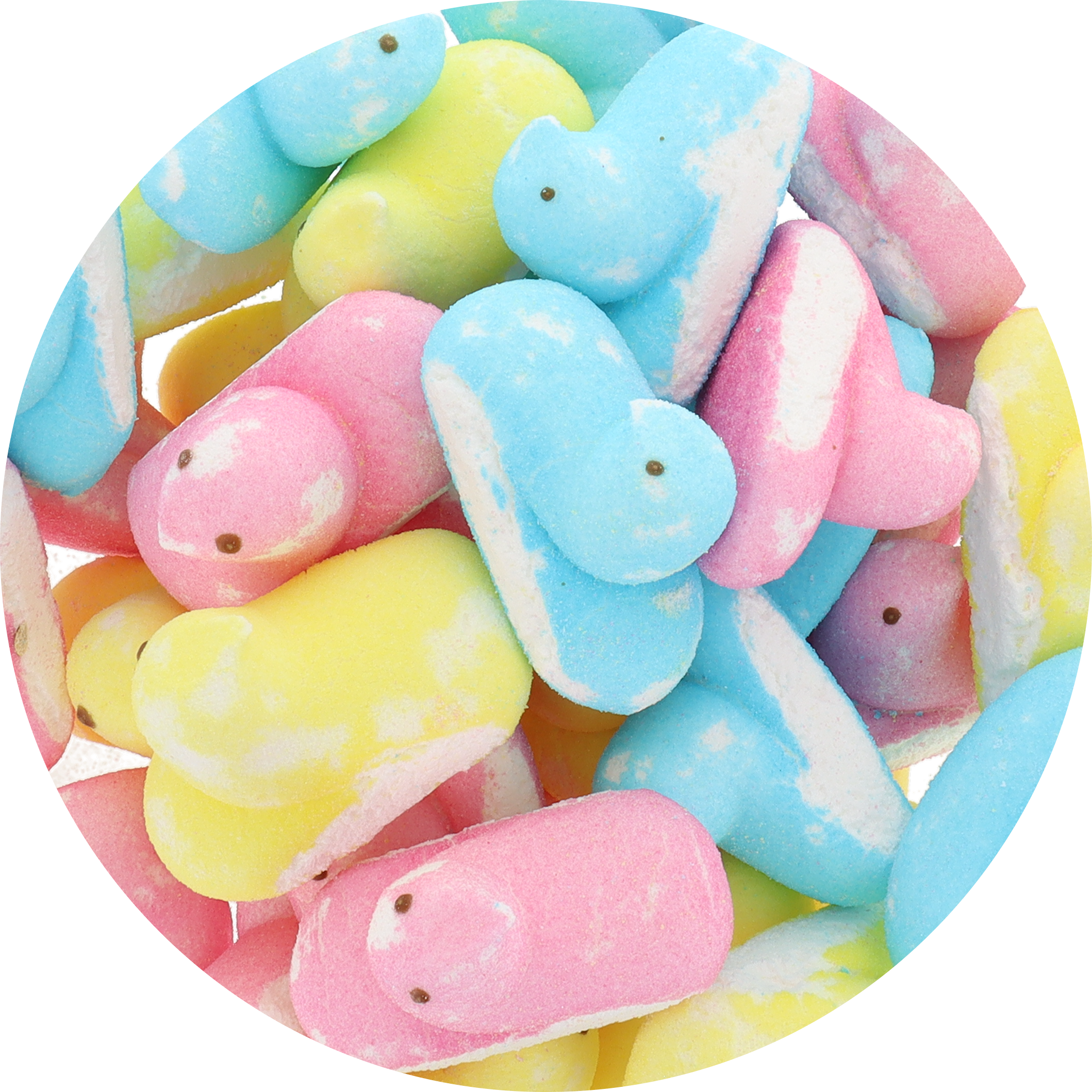 Freeze Dried Marshmallow Chicks