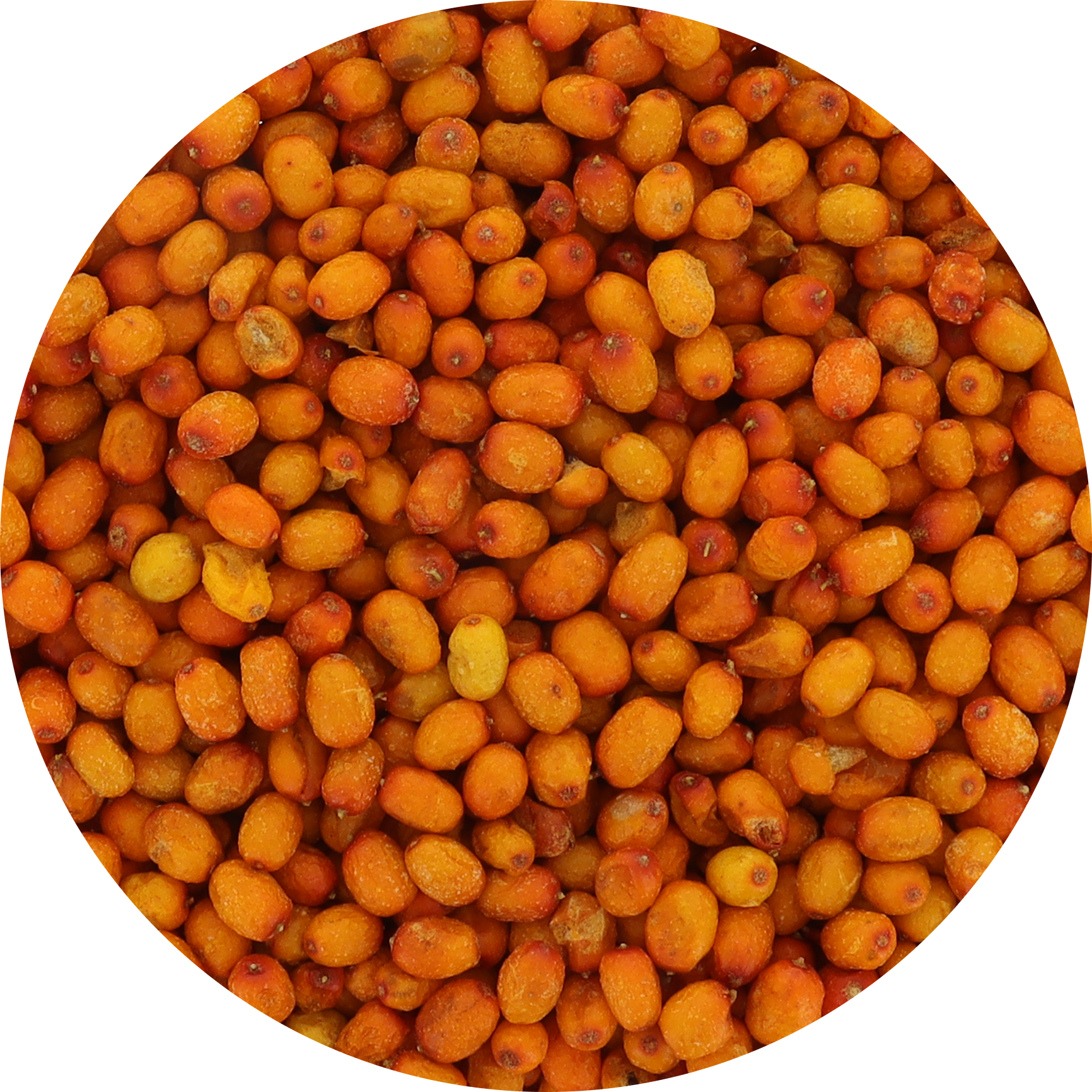 Freeze Dried Wild Sea Buckthorn